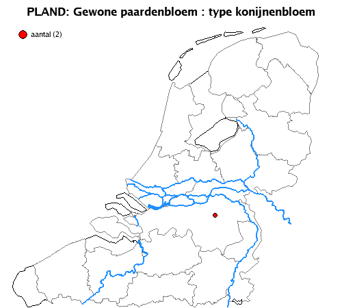 konijnenbloem
